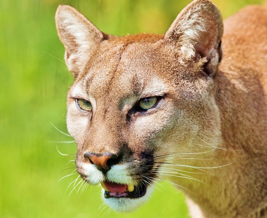 Concesión Furioso Masaccio Now Extinct, Eastern Cougar Removed From Endangered List | Courthouse News  Service