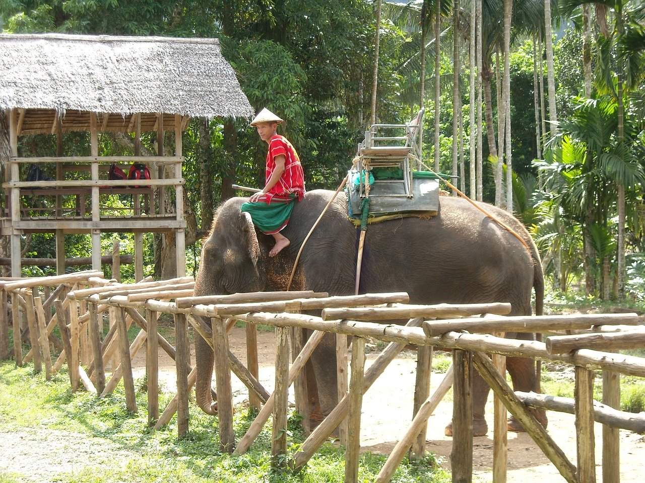 Elephants in Thailand 'Broken' for Lucrative Animal Tourism