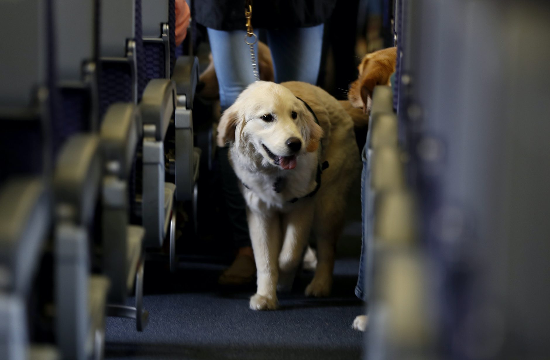 are service dogs allowed in courthouses