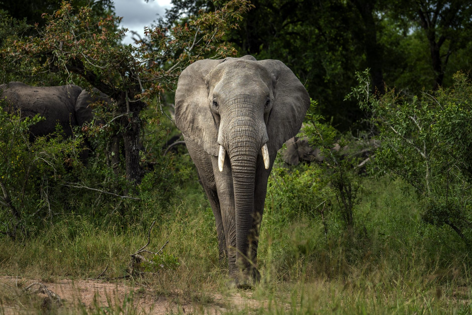 Africa Elephants Endangered | Courthouse News Service