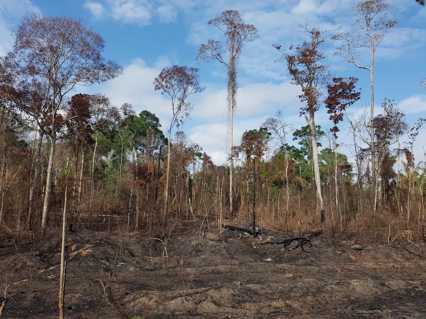 Amazon Drought Fires Killed Billions Of Plants And Fueled Spike In Emissions Courthouse News Service