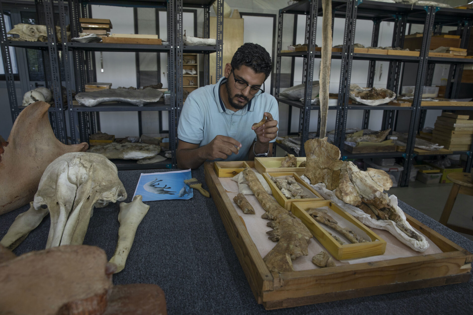 Egypt team identifies fossil of land-roaming whale species | Courthouse  News Service