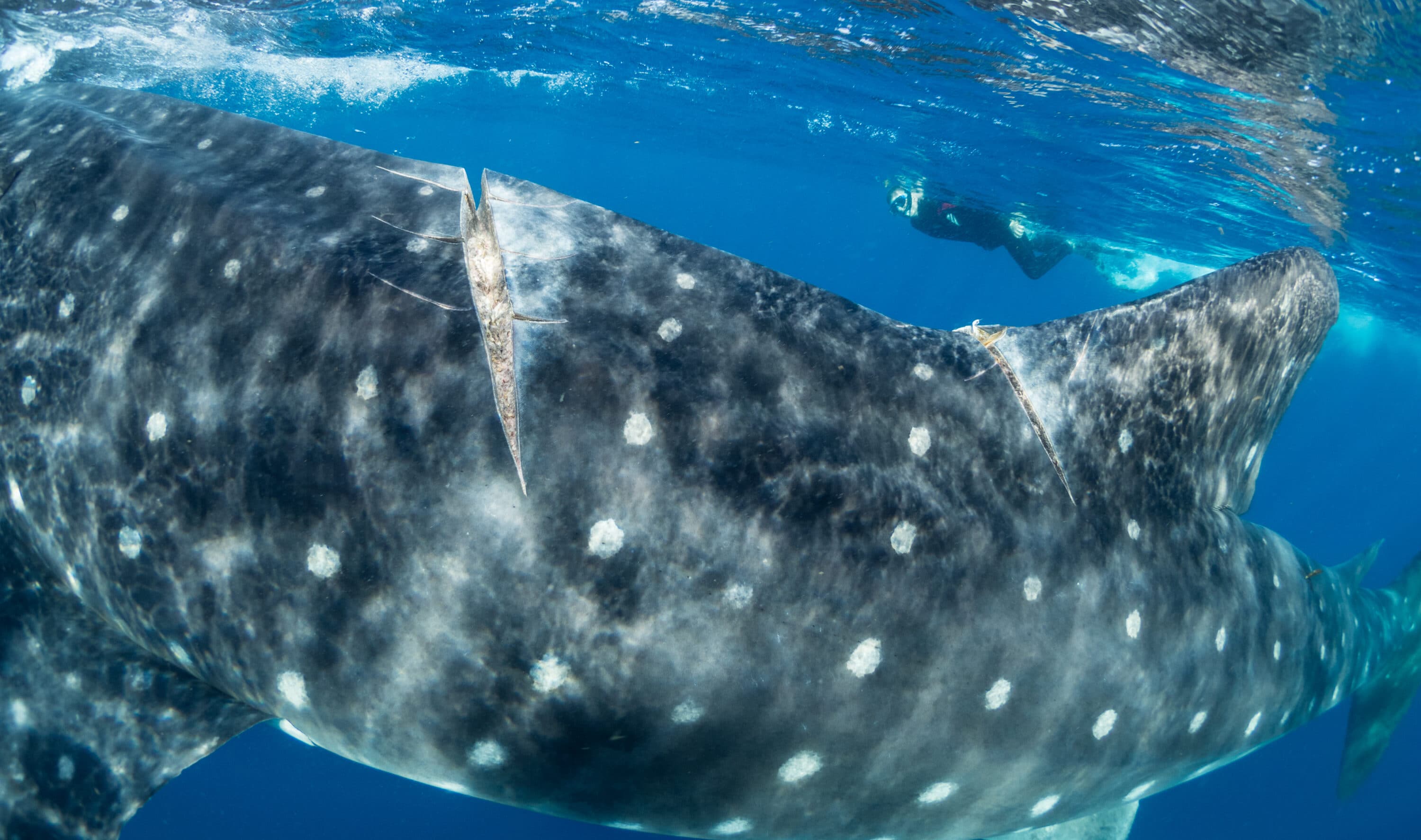 Ship collisions linked to deaths of endangered whale sharks