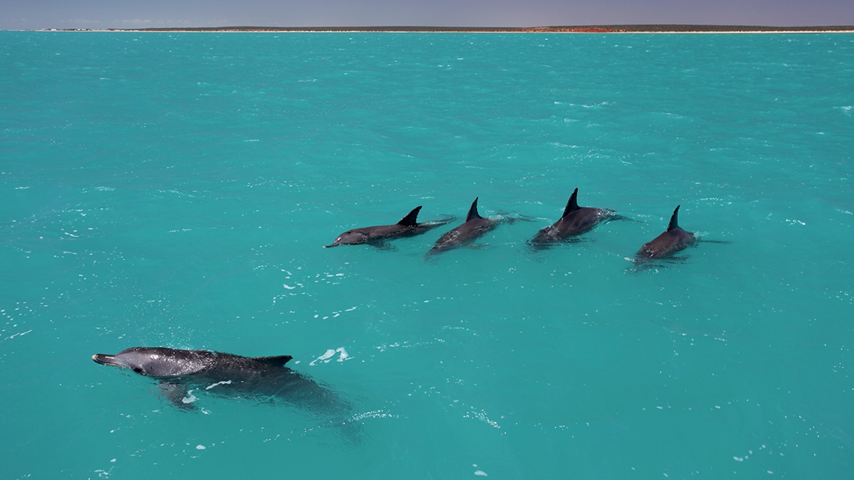 dolphins mating with people