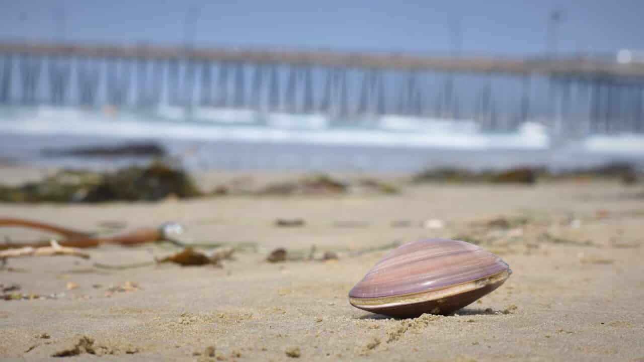 Once vanished, the Pismo clam is back — and Pismo Beach is thrilled