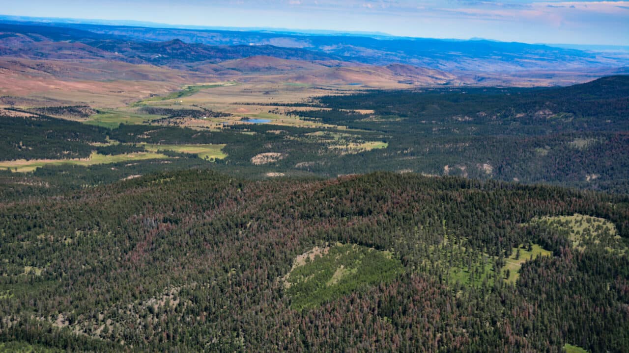 Climate change driving ‘firmageddon’ in Pacific Northwest forests ...