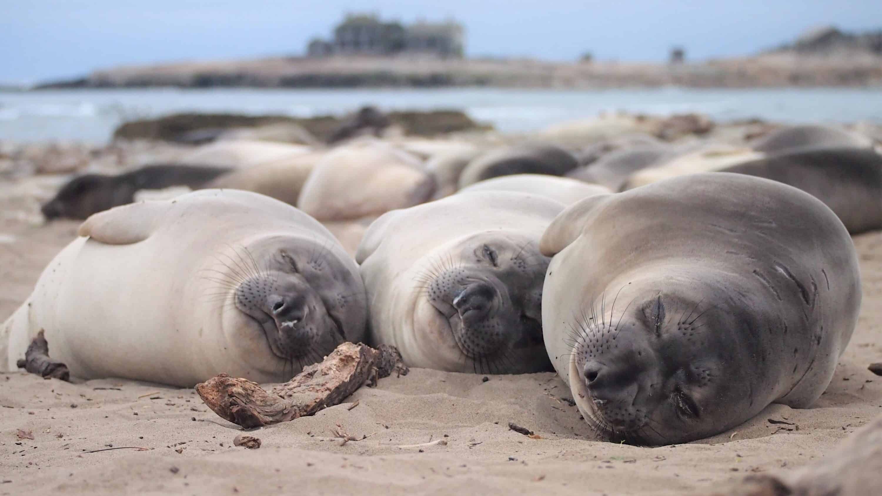 Elephant seals sleep dive into the depths to avoid predators