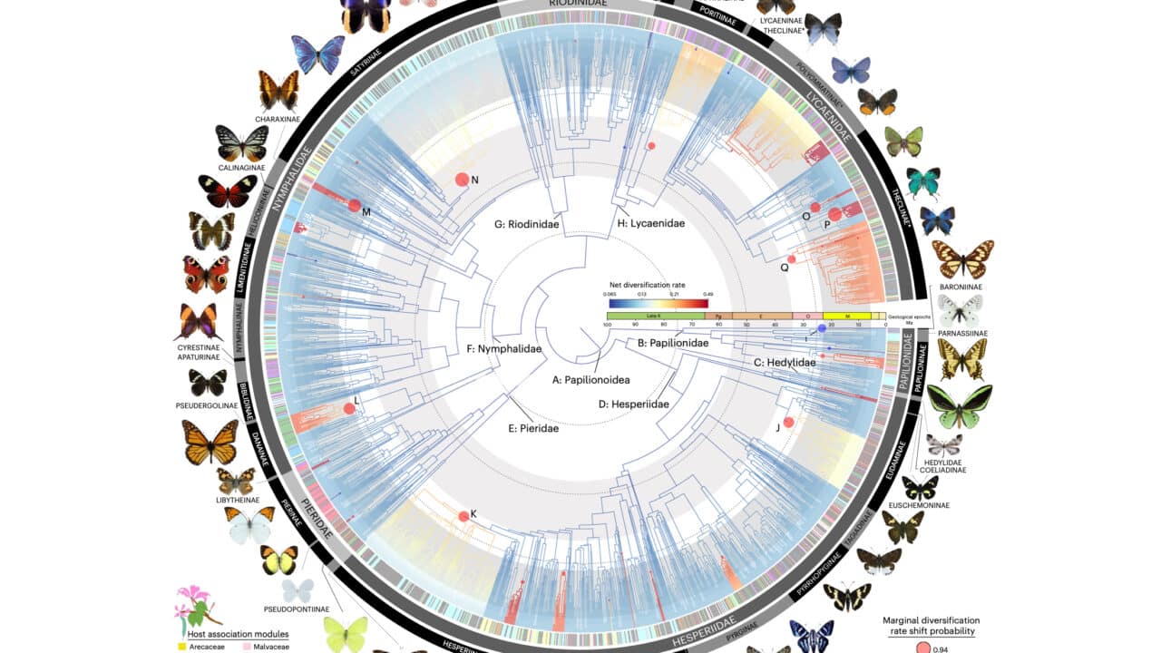 Newly created ‘tree of life’ shows butterflies came from America ...
