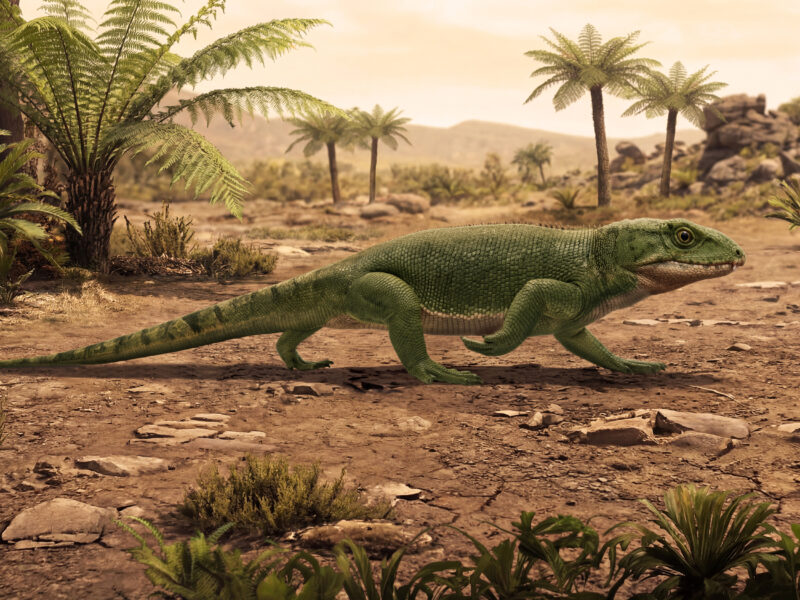 Recently discovered reptile fossil reveals key respiration structures