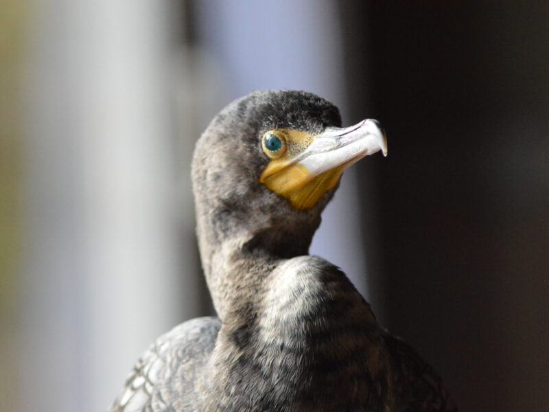 When nature moves faster than policy: the dilemma of the double-crested cormorant
