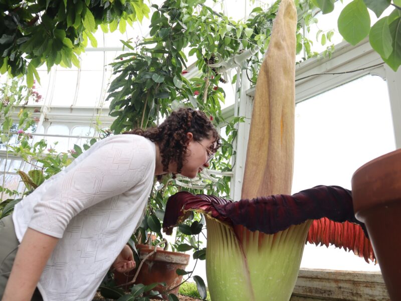 Mount Holyoke’s corpse flower blooms again, drawing crowds to its ‘rotting flesh’ stench
