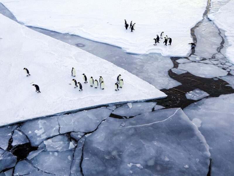 Emperor penguins listed as endangered species