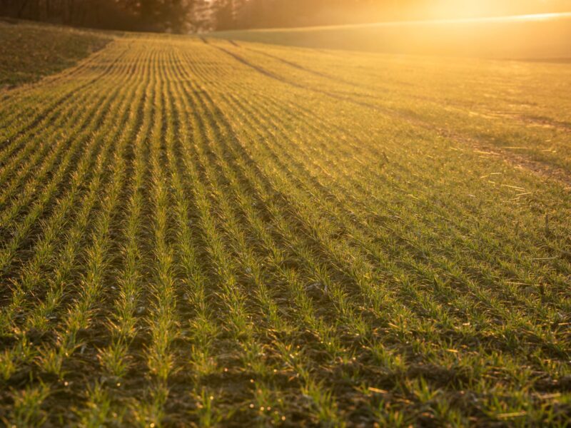 EU under pressure as fertilizer costs soar on Middle East war