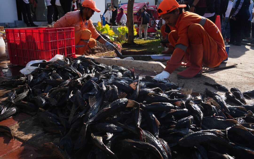 Explosion of invasive ‘janitor fish’ sparks mass removal operation in Indonesia’s capital