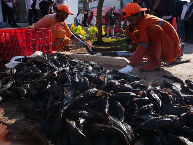 Explosion of invasive 'janitor fish' sparks mass removal operation in Indonesia's capital