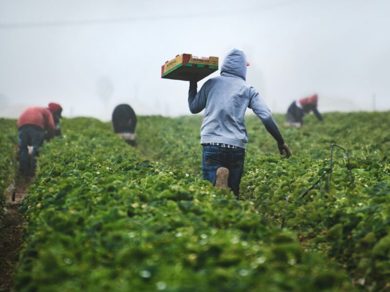 Supreme Court takes up farm's migrant employment dispute