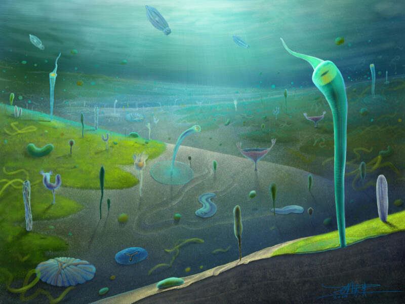 Newly discovered fossils push back record of complex life