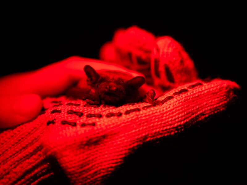After harsh winter, Ukrainians find joy in releasing bats rescued from war