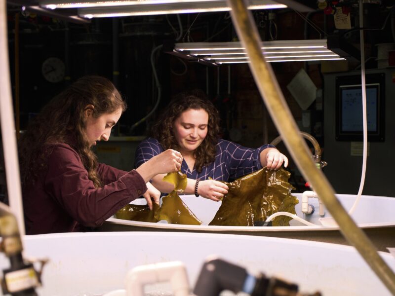 Planes and ships could run on kelp someday, but there are serious hurdles