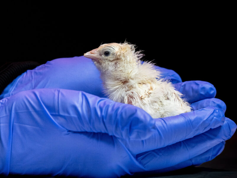 A de-extinction company has hatched live chicks from an artificial eggshell