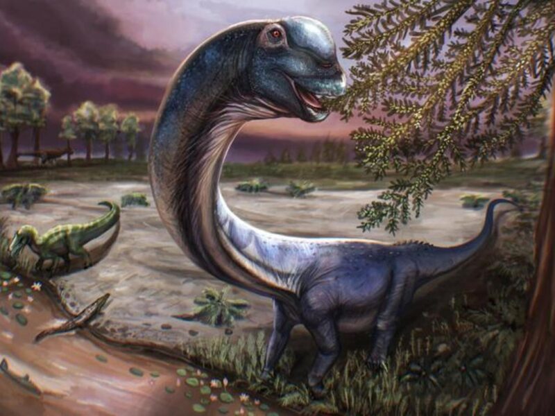 Massive dinosaur fossil unearthed beneath pond in Thailand 