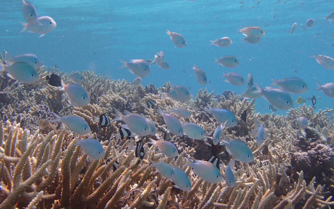The hidden legacy of dead species