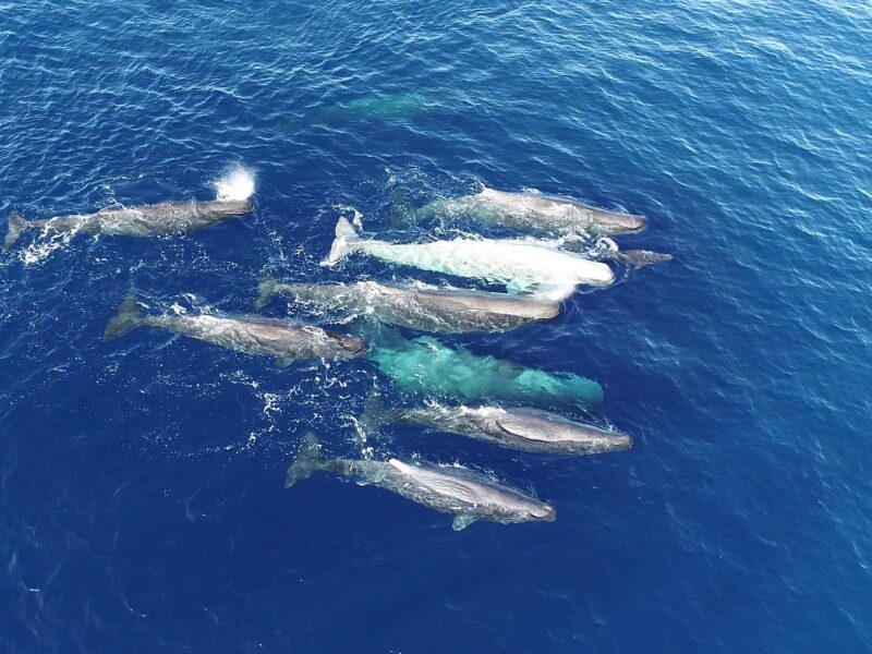Whale calls reveal cultural evolution